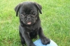 Black Male Pug Puppy 
